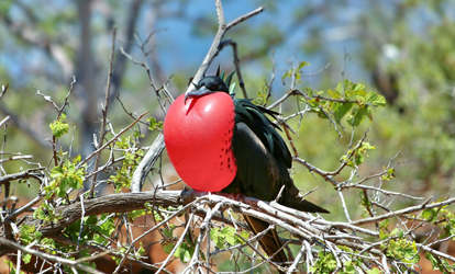 Fragata macho con pecho rojo inflado descansando sobre rama.