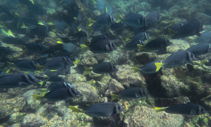 Grupo grande de peces cirujanos nadando en arrecife.