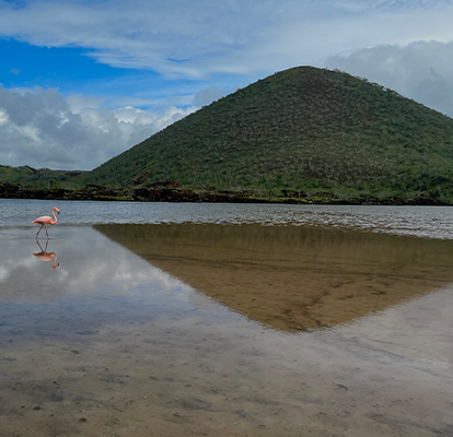 Flamingo caminando en playa de Punta Cormorant.