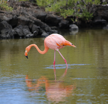 Flamingo buscando alimento en laguna de Punta Cormorant.