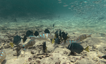 Grupo de peces cirujanos y peces loro nadando en arrecife de Enderby.
