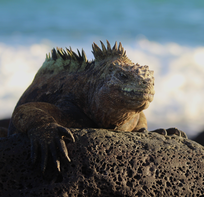 Iguana marina descansando sobre roca volcánica al atardecer.