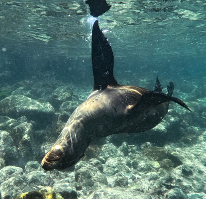 Lobo marino nadando de espaldas.