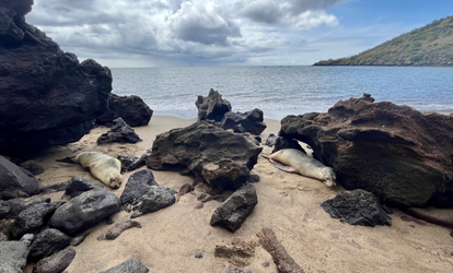 Dos lobos marinos descansando en playa de Punta Cormorant.