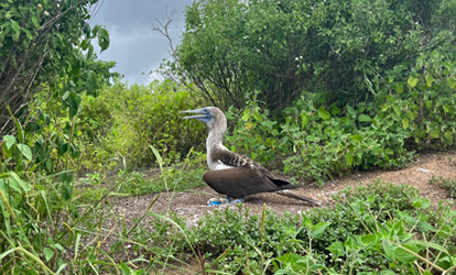 Piquero patas azules cuidando su nido en el suelo.