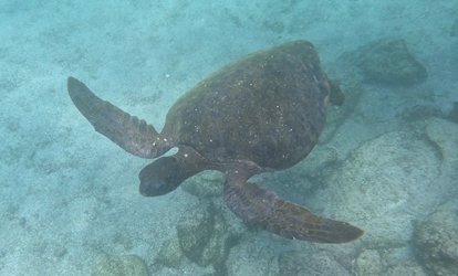 Tortuga marina nadando cerca de arrecife.