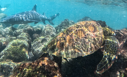Tortuga marina y tiburón punta blanca nadando en arrecife de islote Enderby.