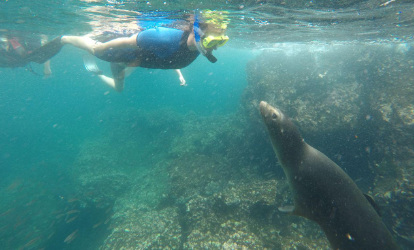 Person snorkeling next to a sea lion.