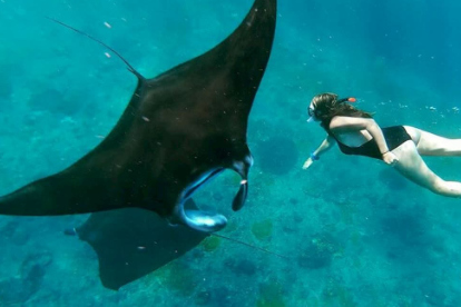 Person snorkeling next to a manta ray.
