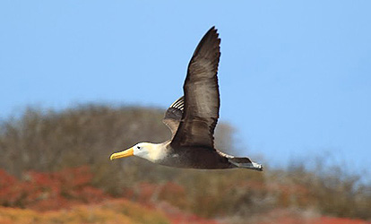 waved albatrosses
