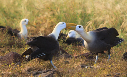 waved albatrosses