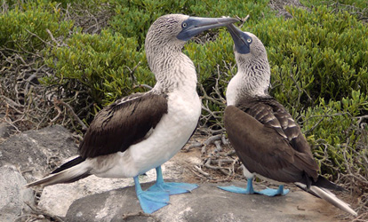 Blue footed boobies.
