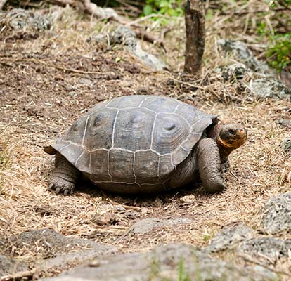 Tortuga Gigante en la isla Floreana.