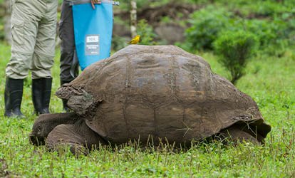 People observing a giant tortoise with a bird perched on its shell.