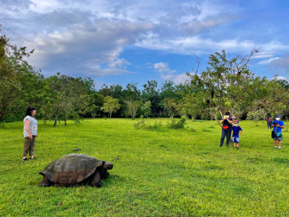 Several people watching a Galapagos giant tortoise walk