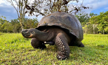 Galapagos giant tortoise in el chato reserve