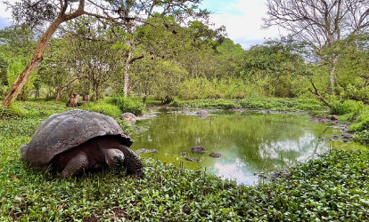 Tortuga gigante de Galápagos en una poza de agua