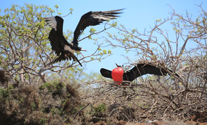 Several male red-breasted frigate birds perched on a tree on North Seymour Island.