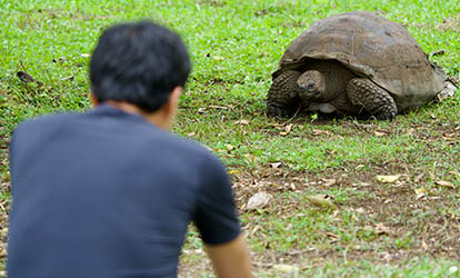 Person observing a giant tortoise in Galápagos.