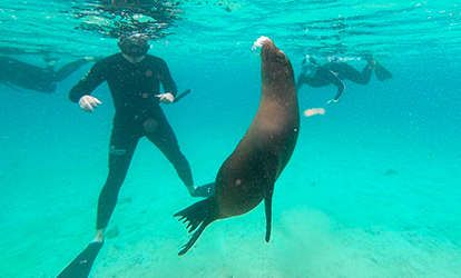 Person snorkeling with a sea lion on Santa Fé, Galapagos Islands