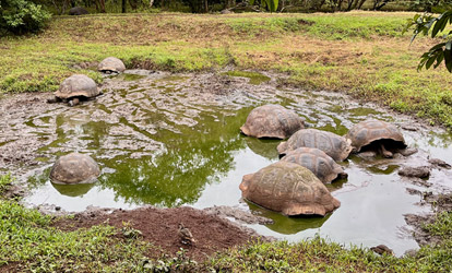 Tortuga gigante de galápagos en un charco de agua.