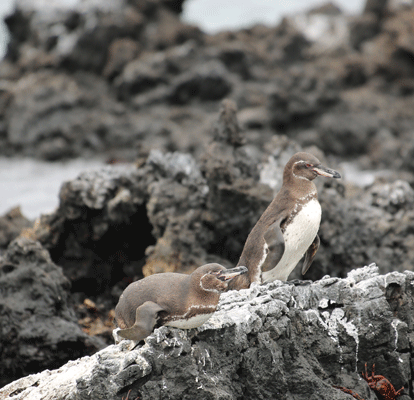 Dos pingüinos descansando sobre una roca.