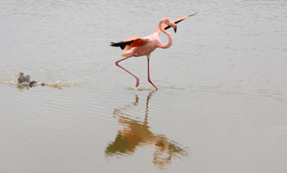 Flamingo a punto de aterrizar.