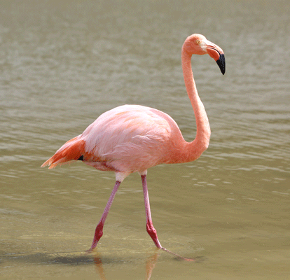 Flamingo en medio de una laguna.