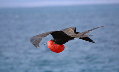 Fragata macho con plumaje oscuro y pecho rojo inflado volando sobre el mar.
