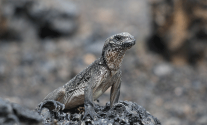 Iguana marina posando sobre rocas oscuras.