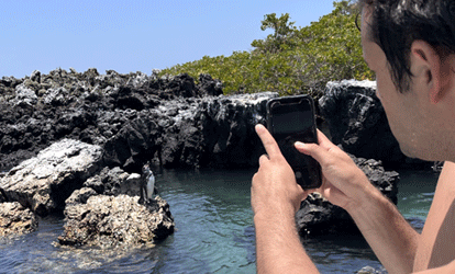 Turista fotografiando un pinguino de Galápagos sobre una roca.