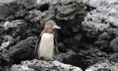 Pingüinos posado sobre una roca en la isla Isabela.