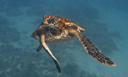 Tortuga marina nadando en aguas claras.