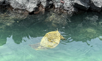 Tortuga marina sumergiéndose en el agua junto a las rocas.