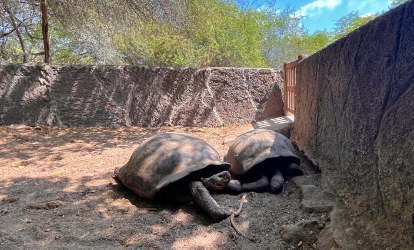 Giant baby turtles Isabela island