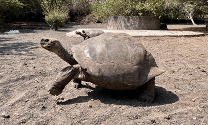 Tortuga gigante en el centro de crianza.