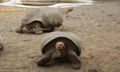 Dos tortugas junto a una pequeña laguna artificial.