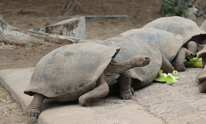 Varias tortugas gigantes alimentándose.