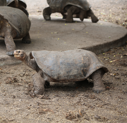 Grupo de tortugas gigantes de isla Isabela con caparazón oscuro y escamas marrones.
