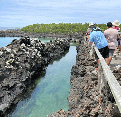 Personas fotografiando tiburones tintoreras en la isla Isabela.