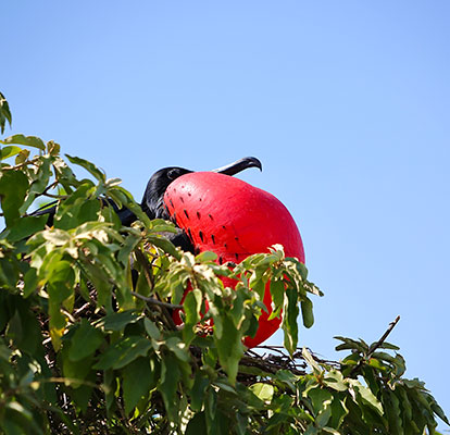 Fragata macho de pecho rojo.