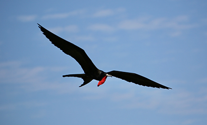 Fragata macho volando.
