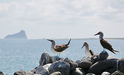 Tour isla Lobos Galápagos