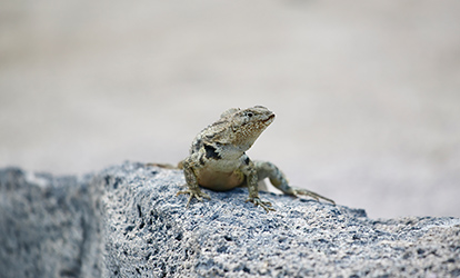 Lagartija de lava.