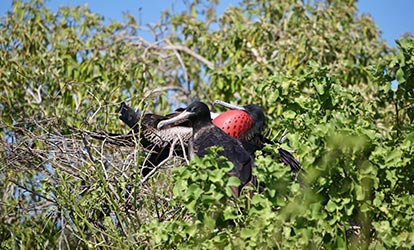 Pareja de fragatas en las ramas de un árbol.