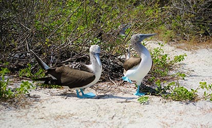 Pareja de piqueros de patas azules.