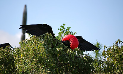 Pecho de una Fragata macho.