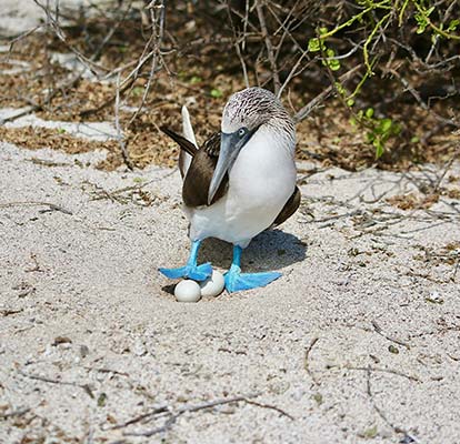 Piquero de patas azules cuidando sus huevos.