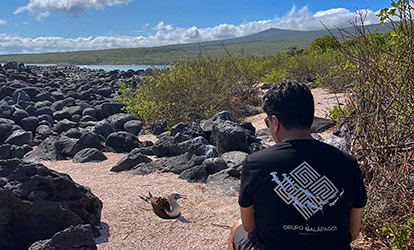 Piquero de patas azules descansando en la arena.