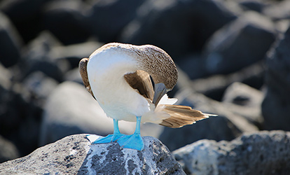 Piquero de patas azules parado sobre una roca.